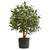 29 Olive Artificial Tree 5564 By Nearly Natural