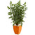 5 Fishtail Artificial Palm Tree In Orange Planter 5632 By Nearly Natural