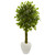 4 5 Braided Ficus Tree In Planter Uv Rest Indoor Outdoor 5733 By Nearly Natural
