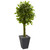 5 Braided Ficus Tree In Planter Uv Resist Indoor Outdoor 5738 By Nearly Natural
