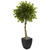 Ficus Tree In Black Planter Uv Resistant Indoor Outdoor 5780 By Nearly Natural