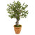 3 Olive Artificial Tree In Terracotta Planter 5797 By Nearly Natural