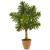 4 5 Monstera Tree In Terracotta Pot 5847 By Nearly Natural