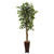 6 5 Ficus W Decorative Planter 5925 By Nearly Natural