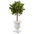 2 5 Sweet Bay Mini Topiary Tree In White Urn 5995 By Nearly Natural