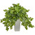 28 Nephthytis Plant In White Tower Planter 6378 By Nearly Natural
