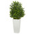 33 Sweet Grass Plant In White Planter Indoor Outdoor 6383 By Nearly Natural