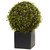 13 Mohlenbechia Ball In Black Cube 6395 By Nearly Natural