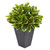 33 Variegated Rubber Artificial Plant In Pot Real Touch 6497 By Nearly Natural