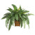 Boston Fern W Wood Wicker Basket 6549 By Nearly Natural