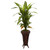 57 Dracaena W Stand Silk Plant Real Touch 6671 By Nearly Natural