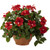 Hibiscus W Clay Planter 6735 By Nearly Natural