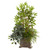38 Mixed Mini Bamboo Fittonia Springeri W Planter 6826 By Nearly Natural