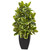 50 Rubber Plant With Black Wash Planter 6910 By Nearly Natural