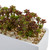 7.75" Sedum Succulent In Rectangular Planter 6981 By Nearly Natural