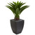 3 Agave Artificial Plant In Black Planter 8130 By Nearly Natural