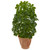 35 Baby Schefflera Artificial Plant In Planter Real Touch 8234 By Nearly Natural