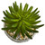 11" Succulent Artificial Plant In Planter 8467 By Nearly Natural
