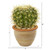10" Cactus Artificial Plant In Decorative Ceramic Planter 8784 By Nearly Natural
