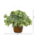 13" Watermelon Peperomia Plant In Basket (Real Touch) 8856 By Nearly Natural