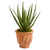 21 Aloe Artificial Plant In Terra Cotta Planter 9059 By Nearly Natural