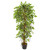 5 Elegant Ficus Artificial Tree 9131 By Nearly Natural