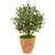 34 Olive Artificial Tree In Terra Cotta Planter 9221 By Nearly Natural
