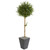 5 5 Olive Topiary Artificial Tree In Slate Planter 9230 By Nearly Natural