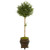 5 5 Olive Topiary Artificial Tree In Decorative Planter 9231 By Nearly Natural