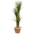 5 Yucca Artificial Tree In Terra Cotta Planter 9311 By Nearly Natural