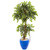 4 5 Variegated Ficus Artificial Tree In Blue Planter 9386 By Nearly Natural