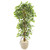 63 Elegant Ficus Artificial Tree In Sandstone Planter 9409 By Nearly Natural