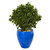 32 Peperomia Plant In Blue Planter Uv Rest Indoor Outdoor 9470 By Nearly Natural