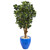 50 Panda Ficus Artificial Tree In Blue Planter 9506 By Nearly Natural