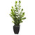 5 Zamioculcas Artificial Plant In Black Planter 9524 By Nearly Natural
