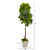 67" Fiddle Leaf Tree In Country White Planter (Real Touch) 9727 By Nearly Natural