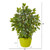 16" Mini Ficus Artificial Tree In Green Planter 9914 By Nearly Natural