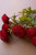 Artificial Dalhias - Red - (Pack Of 7) CHAL1002 By Kalalou