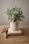 Artificial Sage With Criss Cross Rustic White Pot Pack Of 4 Cnl1104K By Kalalou