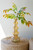 Smallall Glass Bubble Vase Amber Cv2322 By Kalalou