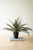 Artificial Phoenix Plant In A Black Plastic Pot Pack Of 4 Cyf1498 By Kalalou