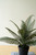 Artificial Phoenix Plant In A Black Plastic Pot - (Pack Of 4) CYF1498 By Kalalou