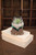 Blown Glass Bowl On Driftwood Base Smallall Pack Of 2 Dwa1004K By Kalalou
