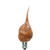 Hazelnut Scent Bulb 4 Watt Pack Of 5 G0182 By Cwi Gifts
