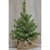 Cwi Noble Pine Tree 8 Frc6529