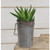 Tropical Agave Stem FT27203 By CWI Gifts