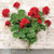 CWI F2518850 Geranium & Vine Bush