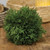 Cypress Orb F60703 By CWI Gifts