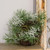 Icy Pine & Moss Bird Nest F18194 By CWI Gifts