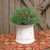 Mugo Pine Orb FXD261930RB By CWI Gifts